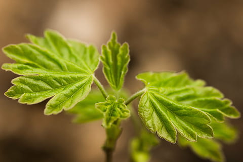 Blatt, Blätter, jung, Licht, Lichteinfall, Natur, Hölle, Grün, hellgrün, braun, Frische, grüne Farbe, Pflanze, Nahansicht, Wachstum, Sommer-, Minzblatt - kulinarisch, Makro, Pflanzenteil, Essen und Trinken, Lebensmittel, Kraut, keine Leute, Medizin, Zutat, gesundes Essen, Gemüse, Pflanzenheilkunde, draußen, selektiver Fokus, Landwirtschaft, Gartenarbeit, 5K, CC0, gemeinfrei, lizenzfrei