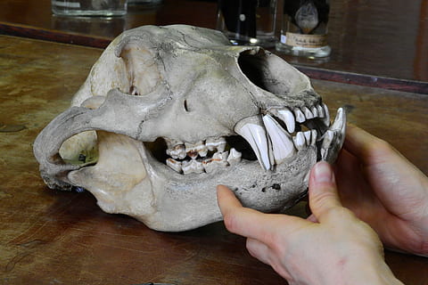 หมี, Ursus, กะโหลกศีรษะกระดูก, ฟัน, กราม, กะโหลกศีรษะ, อัฐิ, ส่วนหนึ่งของร่างกายมนุษย์, มือมนุษย์, ในบ้าน, ใกล้ชิด, คนคนหนึ่ง, วัน, มือ, กระดูก, กะโหลกสัตว์, ส่วนของร่างกาย, ส่วนของร่างกายสัตว์, คนจริง, โฮลดิ้ง, ตาราง, บุคคลที่ไม่รู้จัก, กระดูกสัตว์, นิ้ว, ฟันสัตว์, 4K, CC0, โดเมนสาธารณะ, ค่าลิขสิทธิ์ฟรี