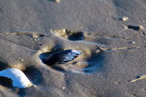 Sandstrand, Urlaub, Schale, Ostsee, Sand, Strand, Treibgut, Meer, Natur, Muschelschalen, Muscheln, Deko, Dekoration, dekorativ, keine Leute, Tag, draußen, Nahansicht, Tierthemen, Tiere in freier Wildbahn, Land, High Angle View, selektiver Fokus, Tier, nass, Wasser, texturiert, Fußabdruck, Tierwelt, Hintergründe, solide, 1080P, CC0, gemeinfrei, lizenzfrei