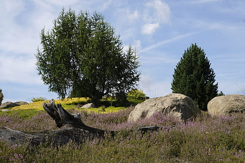 ceppo, prato, paesaggio, vecchio, legna, natura, sfondo, carta geografica, cartolina, cielo, pianta, albero, crescita, bellezza nella natura, nuvola - cielo, scena tranquilla, la tranquillità, nessuno, terra, erba, campo, colore verde, giorno, scenics - natura, scena non urbana, ambiente, all'aperto, 5K, CC0, dominio pubblico, privo di copyright