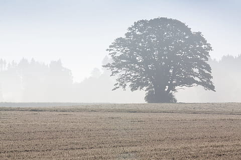 træ, arable, field, landskab, Skov, dyrkbar, Mark, landbrug, efterår, Morgenstimmung, tåge, natur, dag, scenics, plante, miljø, jord, himmel, skønhed i naturen, ro, scenics - natur, græs, vækst, ingen mennesker, rolig scene, landlige scene, kopiere plads, udendørs, 4K, CC0, offentligt domæne, royaltyfrie