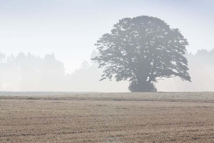 træ, arable, field, landskab, Skov, dyrkbar, Mark, landbrug, efterår, Morgenstimmung, tåge, natur, dag, scenics, plante, miljø, jord, himmel, skønhed i naturen, ro, scenics - natur, græs, vækst, ingen mennesker, rolig scene, landlige scene, kopiere plads, udendørs, 4K
