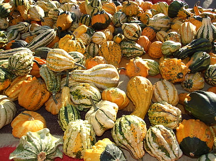 efterår, frugt, squash, orange, mad og drikke, friskhed, mad, stor gruppe af objekter, overflod, velvære, fuld ramme, sund kost, baggrunde, ingen mennesker, græskar, stilleben, dag, detail, høj vinkel visning, marked, grøntsag, til salg, valg, markedsbod, udendørs, 2K, CC0, offentligt domæne, royaltyfrie