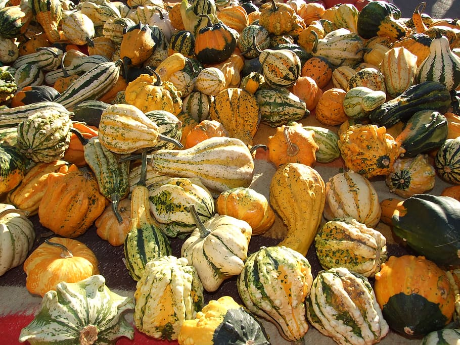 efterår, frugt, squash, orange, mad og drikke, friskhed, mad, stor gruppe af objekter, overflod, velvære, fuld ramme, sund kost, baggrunde, ingen mennesker, græskar, stilleben, dag, detail, høj vinkel visning, marked, grøntsag, til salg, valg, markedsbod, udendørs, 2K