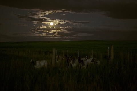 paisaje, completo, Luna, manada, cabra, campo, oscuro, noche, nubes, cielo, verde, hierba, granja, animal, ganado, naturaleza, tranquilidad, reflexión, escena tranquila, scenics, nadie, nube - cielo, al aire libre, belleza en la naturaleza, paisajes - naturaleza, puesta de sol, planta, ambiente, temas de animales, mamífero, grupo de animales, 5K, CC0, dominio público, libre de derechos
