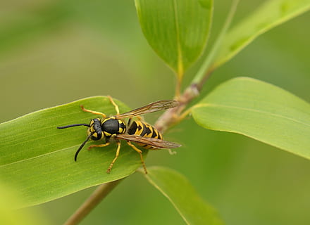 geel, jas wesp, groen, blad, selectief, focus fotografie, wesp, insect, macro, dichtbij, natuur, bamboe, groene kleur, dierlijke thema's, dieren in het wild, één dier, detailopname, dag, dierenleven, deel van de plant, ongewerveld, dier, fabriek, geen mensen, groei, focus op de voorgrond, buitenshuis, selectieve aandacht, schoonheid in de natuur, 2K, CC0, publiek domein, royaltyvrij