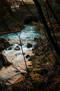 rio y arboles, verde, hoja, árbol, cerca, azul, río, arboles, corriente, agua, drenaje, roca, hojas, musgo, naturaleza, bosque, nadie, día, tranquilidad, al aire libre, belleza en la naturaleza, scenics, planta, tierra, rama, tronco de arbol, crecimiento, el maletero, escena tranquila, vista de alto ángulo, ambiente, agua que fluye, fluido, 4K, CC0, dominio público, libre de derechos