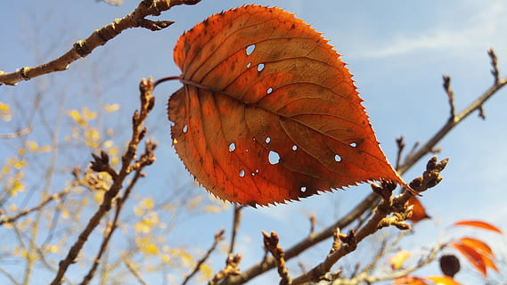 fallen, Blatt, Letzter, isolieren, Himmel, Natur, Herbst, Baum, Jahreszeit, Gelb, draußen, Ast, Wald, Pflanze, Schönheit in der Natur, orange Farbe, rot, Nahansicht, ein Tier, Tierthemen, Tag, Veränderung, Fokus auf den Vordergrund, Pflanzenteil, keine Leute, Verletzlichkeit, Zerbrechlichkeit, Wachstum, Winter, Flachwinkelansicht, Blätter, Schmetterling - Insekt, natürlicher Zustand, Herbstkollektion, 4K, CC0, gemeinfrei, lizenzfrei
