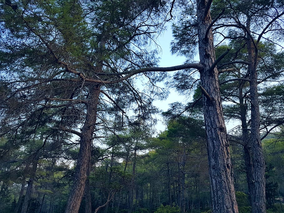 verd, arbres, durant el dia, branques, conífera, la llum del dia, medi ambient, bosc, paisatge, fulles, naturalesa, a l'aire lliure, parc, pins, escènic, cel, boscos, arbre, planta, tronc de l'arbre, tronc, terra, vista d’angle baix, creixement, tranquil·litat, bellesa a la natura, cap gent, escena tranquil·la, escenics - natura, dia, branca, alta - alta, escena no urbana, copa de l'arbre, bambú - planta, 4K