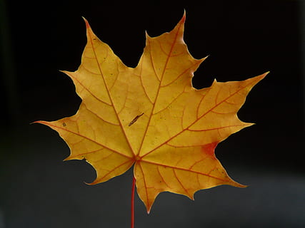 brown, leaf, black, background, Maple Leaf, Coloring, maple, red, orange, red orange, autumn, norway maple, acer platanoides, needle leaf maple, change, yellow, no people, plant part, close-up, nature, leaf vein, plant, beauty in nature, outdoors, fragility, vulnerability, maple tree, black background, studio shot, natural pattern, dry, natural condition, leaves, 2K, CC0, public domain, royalty free