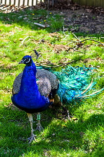 Zoo, ardèche, dyr, besøg, Peaugres, ferie, dyrepark, folde, påfugl, påfuglblå, farver, fjer, fugl, blå fugl, majestætisk, flygtig, næb, hjul, hvid påfugl, dyre temaer, dyr i naturen, græs, et dyr, blå, hvirveldyr, dyreliv, plante, jord, natur, Mark, dag, ingen mennesker, grøn farve, fokus på forgrunden, skønhed i naturen, udendørs, 5K, CC0, offentligt domæne, royaltyfrie