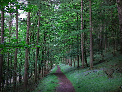 Skov, eventyr, søgen, natur, rejse, vandring, landskab, udendørs, sommer, bjerg, turisme, livsstil, vandretur, parkere, lejr, vild, træ, ferie, fritid, mennesker, aktivitet, ung, Camping, gå, sti, trekking, turist, plante, jord, vejen frem, vækst, ro, grøn farve, retning, skønhed i naturen, ingen mennesker, bagagerum, rolig scene, frodig løv, træstamme, ikke-urbane scene, dag, bambus - plante, treelined, 4K, CC0, offentligt domæne, royaltyfrie