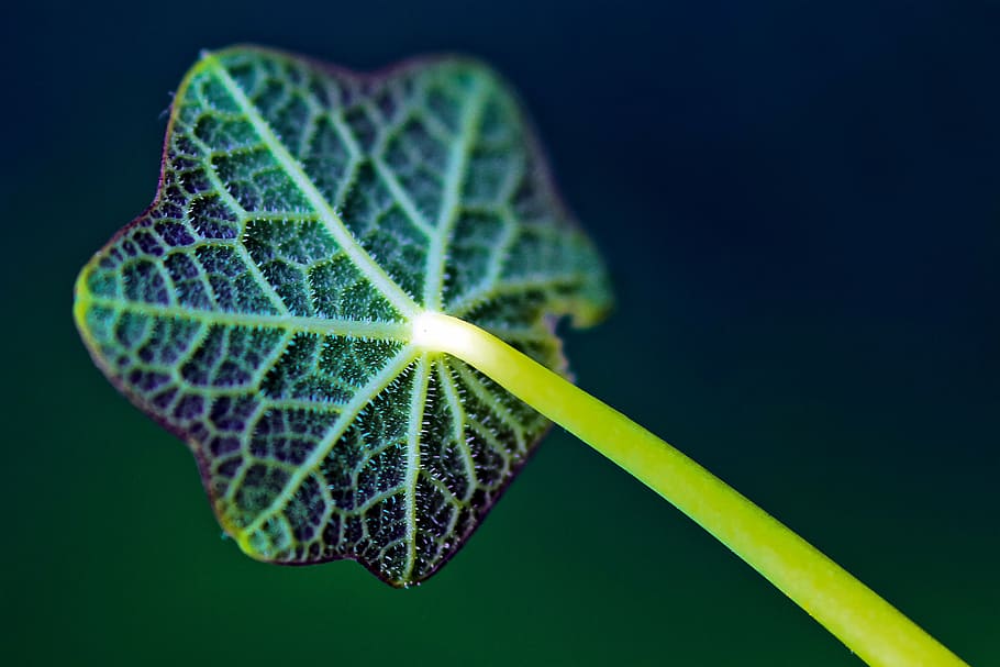 tancar, foto, verd, porpra, fulla de la planta, planta, full, tija, naturalesa, borrós, color verd, primer pla, tir de l'estudi, fons de colors, cap gent, fons negre, fragilitat, dia, part de la planta, bellesa a la natura, vulnerabilitat, vena de la fulla, centrar-se en primer pla, botànica, frescor, creixement, ampliació, a l'aire lliure, petit, 5K
