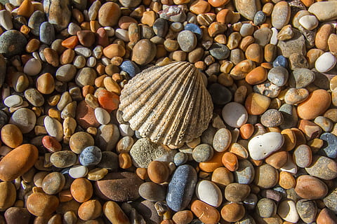 Nahansicht, Foto, Muschel, umgeben, Steine, Schale, Ozean, Strasssteine, große gruppe von gegenständen, Stein - Objekt, Kieselstein, Fülle, Stein, Rock, solide, keine Leute, Tag, Wahl, Natur, Strand, Land, Vollbild, Hintergründe, High Angle View, Muster, Variation, draußen, 5K, CC0, gemeinfrei, lizenzfrei
