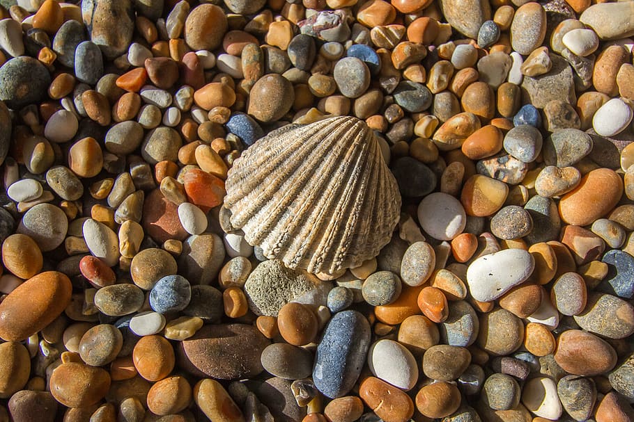 tæt på, Foto, muslingeskal, omgivet, sten, skal, ocean, rhinstene, stor gruppe af objekter, sten - objekt, rullesten, overflod, sten-, klippe, solid, ingen mennesker, dag, valg, natur, strand, jord, fuld ramme, baggrunde, høj vinkel visning, mønster, variation, udendørs, 5K