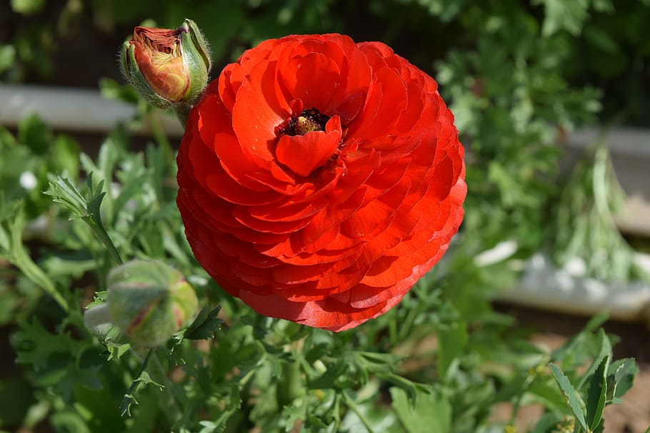 Ranunculus, ดอกไม้, ดอก, สีแดง, ปลูก, กลางแจ้ง, ธรรมชาติ, การเจริญเติบโต, ไม้ดอก, ความสด, ความงามในธรรมชาติ, กลีบดอกไม้, ความบอบบาง, ความอ่อนแอ, ใกล้ชิด, หัวดอกไม้, ช่อดอก, มุ่งเน้นไปที่เบื้องหน้า, ต้นพอพพิ, ไม่มีคน, วัน, สีเขียว, ฤดูใบไม้ผลิ, 5K
