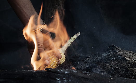 pessoa queimando milho, alimentar o fogo, fogo, milho, mão, cinza, cozinhar, fogo - fenômeno natural, chama, calor - temperatura, ardente, lareira, fechar-se, madeira - material, cor preta, cozinhando, lenha, fogueira, queimado, movimento, ninguém, parte do corpo humano, mão humana, fumaça - estrutura física, pessoas, preparação, natureza, movimento borrado, segurando, ao ar livre, brilhando, registro, 2K, CC0, domínio público, royalty free