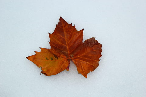 arce, hoja, otoño, hoja seca, invierno, nieve, estado de ánimo de invierno, temporada, naturaleza, amarillo, rojo, marrón, octubre, seco, antecedentes, parte de la planta, cambio, color naranja, hoja de arce, nadie, belleza en la naturaleza, vena de la hoja, de cerca, temperatura fría, planta, fragilidad, vulnerabilidad, al aire libre, día, condición natural, 5K, CC0, dominio público, libre de derechos