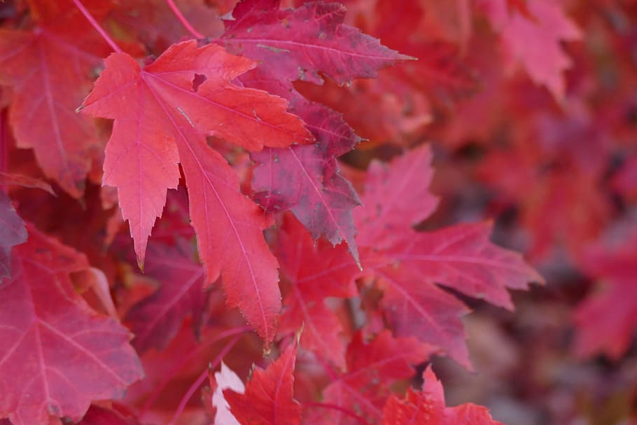 vermell, caiguda, fulles, maple, vermell, caure, fulles de tardor, full, tardor, naturalesa, temporada, a l'aire lliure, arbre d'auró, groc, planta, octubre, color taronja, multicolor, imatge en color, arbre, bosc, fons, color vibrant, canvi, part de la planta, bellesa a la natura, primer pla, creixement, fulla d'auró, cap gent, dia, centrar-se en primer pla, fragilitat, vulnerabilitat, condició natural, 5K