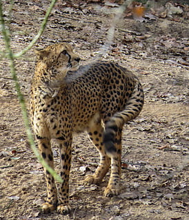 guepard, animals, depredador, gat, velocitat, temes d'animals, animal, mamífer, animals a la natura, fauna animal, felí, un animal, gat gran, vertebrats, terra, cap gent, dia, camp, naturalesa, animals domèstics, mascotes, caminar, tacat, zoo, 2K, CC0, domini públic, lliure de regalies