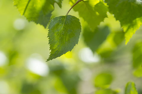 lys, natur, sommer, abstrakt, baggrund, smuk, sløring, bokeh, lyse, tæt på, farve, dybdeskarphed, miljø, flora, fokus, frisk, vækst, blade, frodig, naturlig, planter, forår, hvid, blad, plante, plante del, grøn farve, skønhed i naturen, ingen mennesker, dag, træ, friskhed, fokus på forgrunden, udendørs, selektiv fokusering, sollys, afdeling, mad og drikke, ro, 4K, CC0, offentligt domæne, royaltyfrie