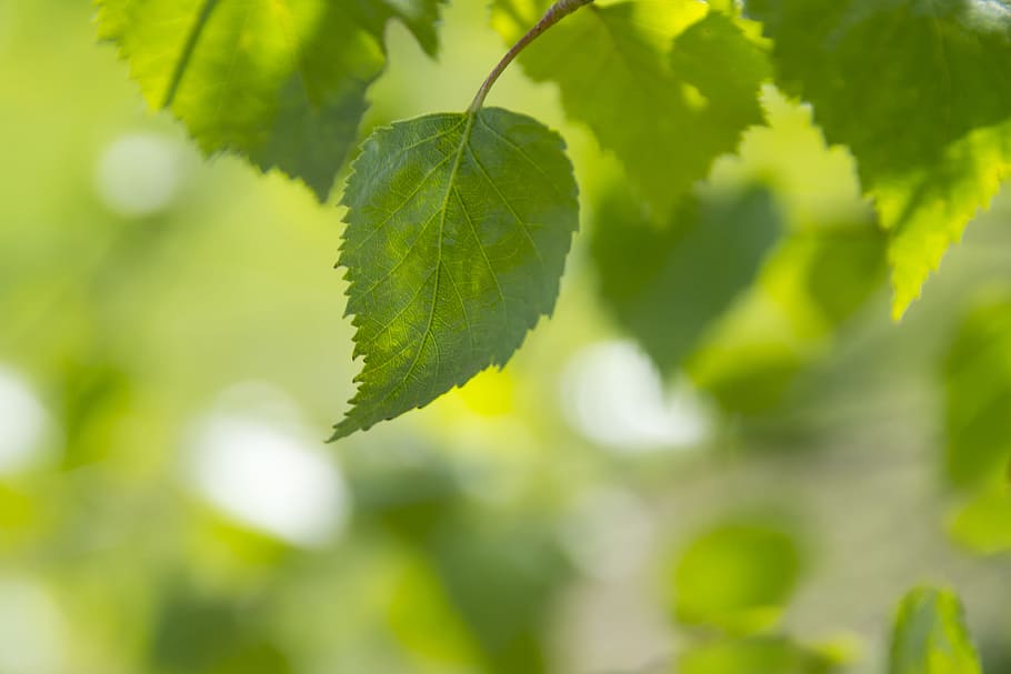 llum, naturalesa, estiu, resum, fons, bonic, borrós, bokeh, brillant, primer pla, color, profunditat de camp, medi ambient, flora, focus, fresc, creixement, fulles, exuberant, natural, plantes, primavera, blanc, full, planta, part de la planta, color verd, bellesa a la natura, cap gent, dia, arbre, frescor, centrar-se en primer pla, a l'aire lliure, enfocament selectiu, llum solar, branca, menjar i beguda, tranquil·litat, 4K