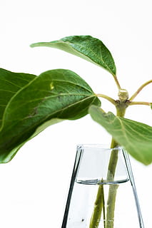 verde, leafed, plantă, vază de sticlă, plante de frunze, clar, sticla de sticla, frunze, natură, textură, sticlă, tijă, nervură, apă, vază, minim, nordiccopperdesign, stilul scandinav, parte a plantelor, Culoarea verde, a închide, sticlă - material, prospeţime, mancare si bautura, creştere, nici o persoana, în aer liber, transparent, alimente, să se concentreze asupra primelor elemente, natură moartă, zi, băutură, 5K, CC0, domeniu public, fără drepturi de autor