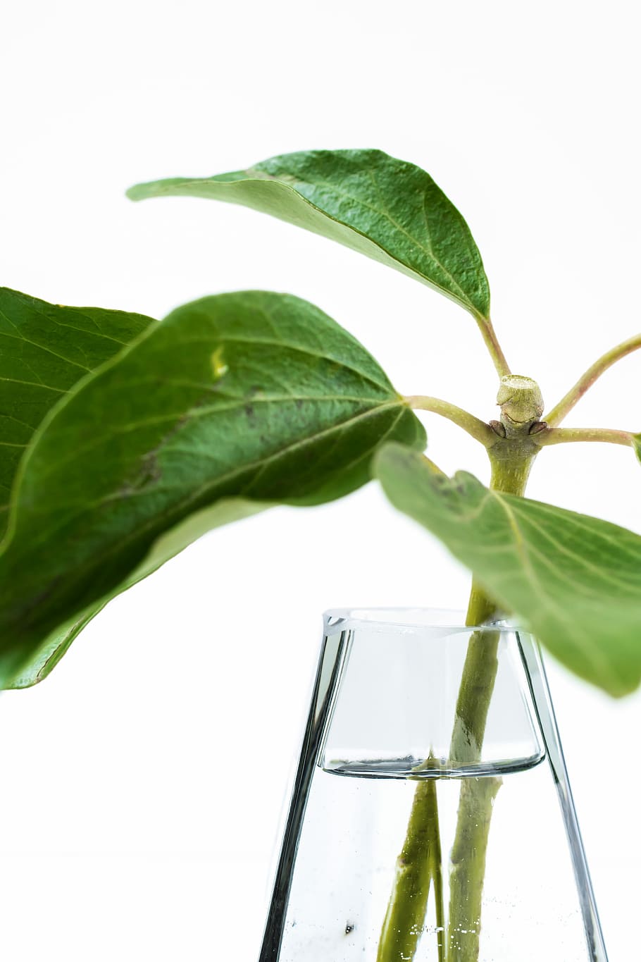 verde, leafed, plantă, vază de sticlă, plante de frunze, clar, sticla de sticla, frunze, natură, textură, sticlă, tijă, nervură, apă, vază, minim, nordiccopperdesign, stilul scandinav, parte a plantelor, Culoarea verde, a închide, sticlă - material, prospeţime, mancare si bautura, creştere, nici o persoana, în aer liber, transparent, alimente, să se concentreze asupra primelor elemente, natură moartă, zi, băutură, 5K