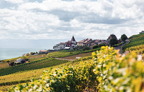 clouds, fields, houses, sky, village, vineyard, vine, agriculture, nature, europe, grape, summer, winery, rural Scene, winemaking, architecture, built structure, cloud - sky, building exterior, building, landscape, beauty in nature, plant, land, environment, day, scenics - nature, field, no people, house, flower, outdoors, 5K