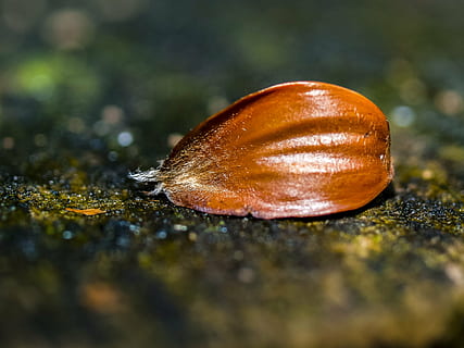 Buchecker, Obst, Natur, Nahansicht, selektiver Fokus, keine Leute, Gastropode, Weichtier, Tag, braun, wirbellos, Tier, Lebensmittel, Tierwelt, draußen, Tierthemen, Tiere in freier Wildbahn, ein Tier, texturiert, Schale, Schnecke, Essen und Trinken, 4K, CC0, gemeinfrei, lizenzfrei
