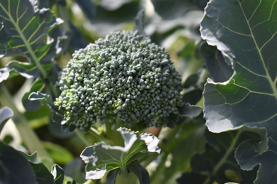 broccoli, giardino, verdura, biologico, salutare, produrre, naturale, verde, giardinaggio, crescere, colore verde, freschezza, mangiare sano, cibo, avvicinamento, nessuno, cibo e bevande, parte vegetale, foglia, pianta, natura, crescita, benessere, giorno, concentrarsi sulle conoscenze acquisite, all'aperto, 5K