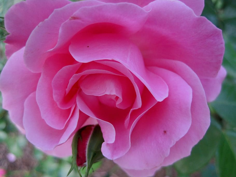 Rose, Dunkelrosa, öffnen, blühen, Knospe, Blütenblätter, weich, zart, grüne Blätter, Blume, blühende Pflanze, Pflanze, Schönheit in der Natur, Nahansicht, Blütenblatt, pinke Farbe, Verletzlichkeit, Zerbrechlichkeit, Frische, Blütenstand, Wachstum, Blütenkopf, Natur, Fokus auf den Vordergrund, keine Leute, Tag, draußen, 2K