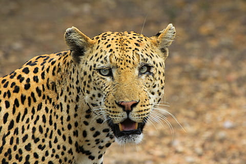 tancar, foto, lleopard, animals, guepard, musell, cap, animal, jaguar, vida salvatge, gat no domesticat, naturalesa, animals a la natura, Àfrica, animals de safari, gat gran, carnívor, felí, mamífer, tacat, perill, àrea salvatge, temes d'animals, un animal, fauna animal, gat, centrar-se en primer pla, part del cos dels animals, cap gent, primer pla, retrat, dia, bigotis, cap d’animals, a l'aire lliure, agressió, boca oberta, 5K, CC0, domini públic, lliure de regalies