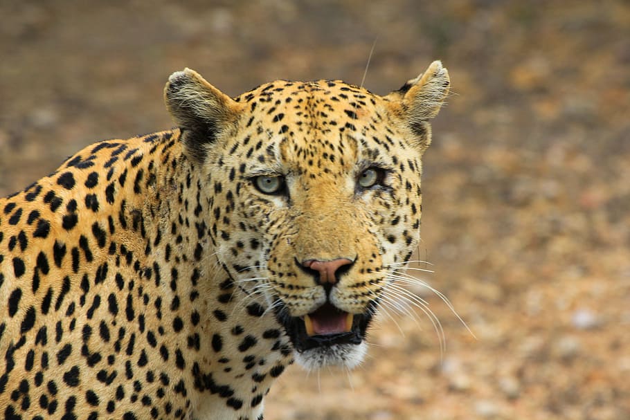 tancar, foto, lleopard, animals, guepard, musell, cap, animal, jaguar, vida salvatge, gat no domesticat, naturalesa, animals a la natura, Àfrica, animals de safari, gat gran, carnívor, felí, mamífer, tacat, perill, àrea salvatge, temes d'animals, un animal, fauna animal, gat, centrar-se en primer pla, part del cos dels animals, cap gent, primer pla, retrat, dia, bigotis, cap d’animals, a l'aire lliure, agressió, boca oberta, 5K