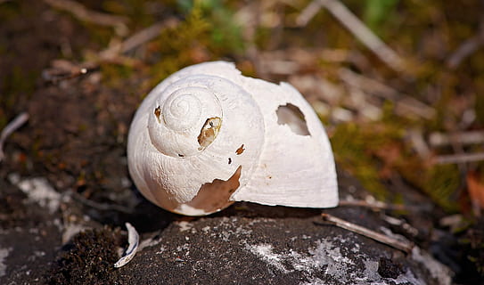 skal, gået i stykker, forlade, tom, huller, uden skrue, natur, tæt, tæt på, Skov, dyr, dyre temaer, dyreliv, ingen mennesker, dag, dyr kropsdel, udendørs, hvid farve, miljø, fokus på forgrunden, jord, plante, dyr i naturen, dyreskal, enkelt objekt, træ - materiale, 1080P, CC0, offentligt domæne, royaltyfrie
