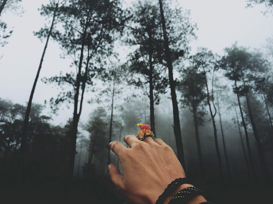 Person, Wald, bedeckt, Nebel, tragen, rot, Blumen-, Ring, Blume, Baum, Hand, draussen, Holz, Armband, Finger, Himmel, Hand in Frame, Volk, Farbe, Pflanze, menschliche Hand, eine Person, halten, menschliches Körperteil, Natur, echte Menschen, Tag, persönliche Perspektive, Wachstum, Land, Lebensstile, Schönheit in der Natur, draußen, Fokus auf den Vordergrund, Körperteil, nicht erkennbare Person, 2K