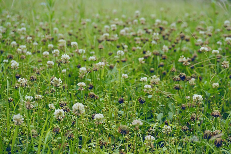 Mark, shamrock, pool, blad, natur, planter, sommer, grøn, kløver, græs, grøn farve, blomst, vækst, plante, blomstrende plante, skønhed i naturen, jord, friskhed, skrøbelighed, sårbarhed, ingen mennesker, dag, selektiv fokusering, tæt på, udendørs, ro, blomsterhoved, 4K