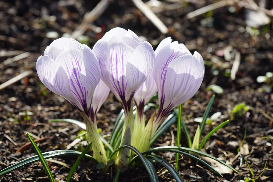 croco, viola, bianca, a strisce, fiore, primavera, Buhen, colorato, colore, bellissimo, corsa, prato, petalo, testa di fiore, fragilità, crescita, avvicinamento, vulnerabilità, pianta fiorita, freschezza, pianta, bellezza nella natura, iris, terra, campo, infiorescenza, concentrarsi sulle conoscenze acquisite, natura, giorno, nessuno, polline, 5K
