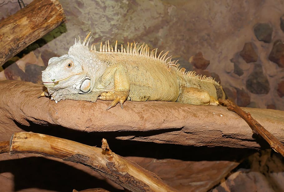 Eidechse, Reptil, Leguan, Rahmen, Insektenfresser, Rock, lauern kann sich ausruhen, Tier, Tierthemen, Tierwelt, ein Tier, Wirbeltier, Tiere in freier Wildbahn, Baum, keine Leute, Natur, Ast, Tag, Entspannung, draußen, ausruhen, Holz - Material, Fokus auf den Vordergrund, Seitenansicht, Tierkopf, Profilansicht, 4K
