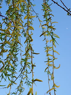 rami, gemme, albero, cielo blu, contrasto, cielo, contrasto blu, verde, natura, Luna, le foglie, Pino, pianta, giorno, all'aperto, blu, Inquadratura dal basso, bellezza nella natura, crescita, ramo, cielo sereno, nessuno, la tranquillità, colore verde, salice, avvicinamento, luce del sole, fiore, parte vegetale, albero di conifere, 4K, CC0, dominio pubblico, privo di copyright