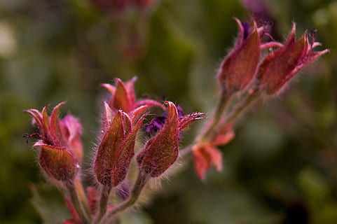 botons, naturalesa, primavera, bosc, macro, flor, planta, creixement, color rosa, cap gent, primer pla, vermell, planta amb flors, bellesa a la natura, enfocament selectiu, dia, fragilitat, vulnerabilitat, frescor, centrar-se en primer pla, a l'aire lliure, inflorescència, pètal, temes d'animals, 5K, CC0, domini públic, lliure de regalies