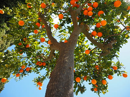 højvinkelfotografering, træ, orange, frugter, appelsiner, log, stamme, orange træstamme, frugt, appelsintræ, citrus frugt, Periwinkle, citrus, diamantgrøn, Rutaceae, citrus træ, sød orange, appelsinlund, blade, sund og rask, vitaminer, frugtagtig, ernæring, lækker, vitaminhaltig, moden, sød, vitamin c, Busk, tropisk frugt, afdeling, frugt træ, plante, mad, om, middelhavet, frisch, sommer, natur, blad, vækst, sund kost, mad og drikke, orange farve, lav vinkel visning, bagagerum, træstamme, friskhed, skønhed i naturen, ingen mennesker, udendørs, 4K, CC0, offentligt domæne, royaltyfrie