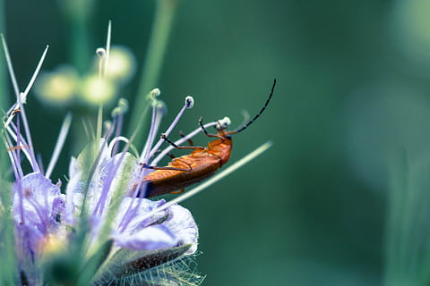scarafaggio, fiore, macro, insetto, fiorire, fioritura, natura, animale, vicino, polline, piccolo, piccolo scarafaggio, pianta, minuscolo, giardino, viola, bokeh, invertebrato, pianta fiorita, fauna selvatica, temi animali, animali allo stato selvatico, avvicinamento, bellezza nella natura, un animale, fragilità, messa a fuoco selettiva, vulnerabilità, freschezza, crescita, petalo, nessuno, testa di fiore, all'aperto, impollinazione, 5K, CC0, dominio pubblico, privo di copyright