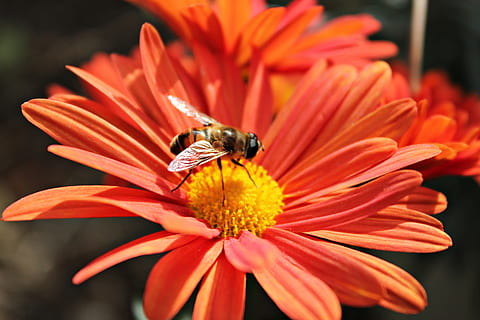 Blume, Biene, Nektar, Insekten, Pollen, bestäuben, blühend, Bestäubung, Makro, Stempel, Blumen, Orange, Bienen, blühende Pflanze, Blütenblatt, Zerbrechlichkeit, Insekt, Verletzlichkeit, Schönheit in der Natur, Frische, Blütenkopf, Pflanze, Tierwelt, wirbellos, Nahansicht, Tierthemen, ein Tier, Tier, Tiere in freier Wildbahn, Blütenstand, Wachstum, keine Leute, draußen, 4K, CC0, gemeinfrei, lizenzfrei