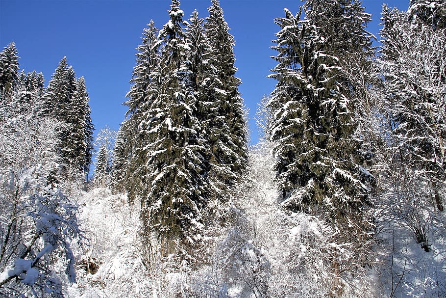 albero, coperto, la neve, inverno, freddo, alberi, nevoso, Avvento, Natale, romantico, invernale, molta neve, natura, paesaggio, nevicata, cielo blu, orario invernale, sognante, sogni, il racconto dell'inverno, sogno invernale, temperatura fredda, pianta, Pino, congelato, albero di conifere, nessuno, bellezza nella natura, foresta, cielo, Pinaceae, giorno, scenics - natura, scena non urbana, terra, la tranquillità, bosco, all'aperto, bosco di pini, ghiaccio, montagna innevata, abete, 5K