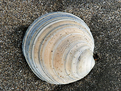 shell, sorra, platja, naturalesa, mar, oceà, petxina de mar, Costa, cap gent, primer pla, terra, cercle, forma geomètrica, patró, dia, textura, directament a sobre, vista d’angle alt, forma, a l'aire lliure, anell d’arbre, material de fusta, sol objecte, monstre de l'arbre, patró natural, grava, escorça, concèntric, 2K, CC0, domini públic, lliure de regalies