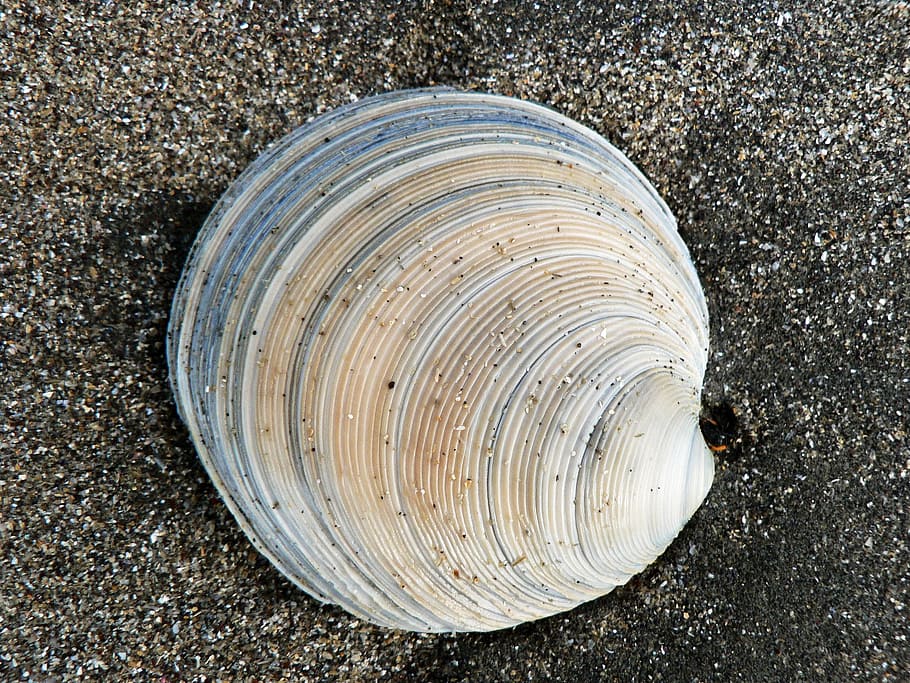 shell, sorra, platja, naturalesa, mar, oceà, petxina de mar, Costa, cap gent, primer pla, terra, cercle, forma geomètrica, patró, dia, textura, directament a sobre, vista d’angle alt, forma, a l'aire lliure, anell d’arbre, material de fusta, sol objecte, monstre de l'arbre, patró natural, grava, escorça, concèntric, 2K