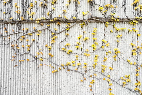 Gelb, Blumen, kriechen, Weiß, Wand, Blume, Reben, Hintergründe, Muster, Natur, abstrakt, Nahansicht, texturiert, keine Leute, Tag, Vollbild, Wachstum, Pflanze, Flechte, Holz - Material, Wandbau - Funktion, Schönheit in der Natur, draußen, verwittert, Rau, Efeu, Kriechpflanze, 5K, CC0, gemeinfrei, lizenzfrei