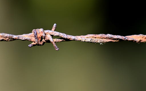 filferro espinós, node, òxid, primer pla, cap gent, centrar-se en primer pla, naturalesa, dia, rovellat, arbre, metall, protecció, cable, branca, a l'aire lliure, planta, retorçat, seguretat, color verd, còpia espai, enfocament selectiu, 5K, CC0, domini públic, lliure de regalies