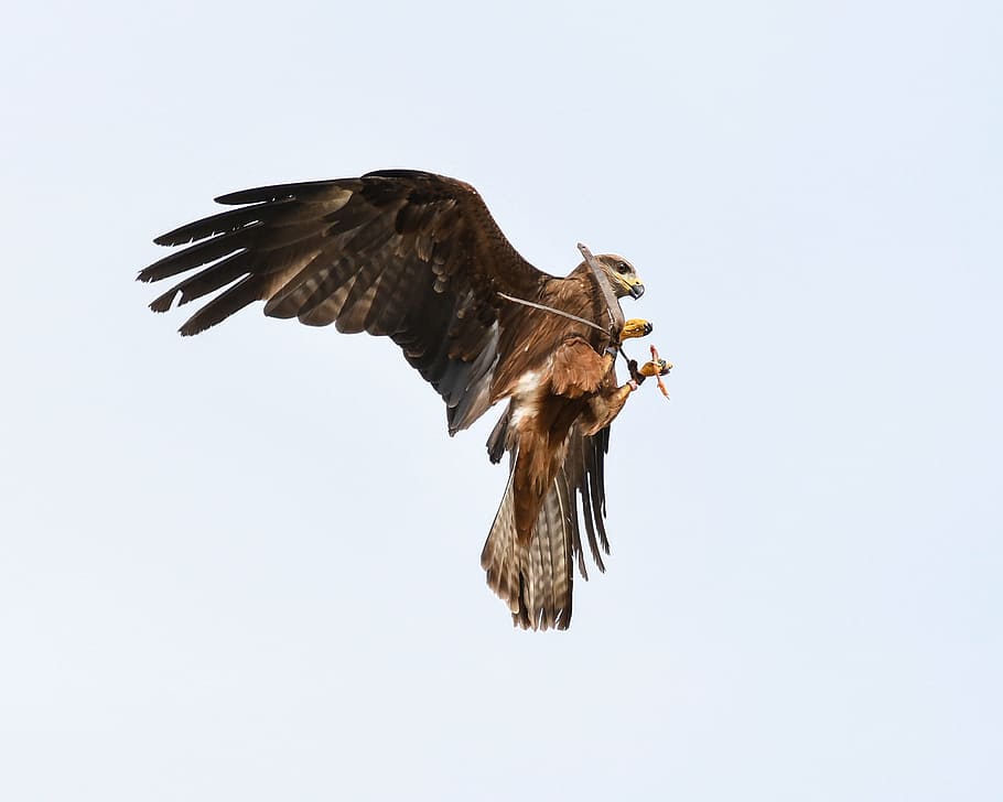 buzzard, raptor, vol, ocell, cel, menjar, volant, temes d'animals, animal, ales separades, vertebrats, rapinyaire, fauna animal, animals a la natura, un animal, àguila - ocell, a l'aire, moviment, àguila, vista d’angle baix, cap gent, còpia espai, naturalesa, àguila calba, a l'aire lliure, ala dels animals, 2K